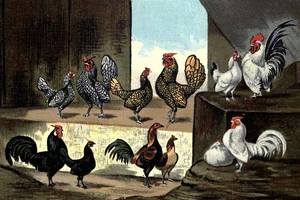 Hens, Ducks, Geese, Turkey, Quail, Bantams