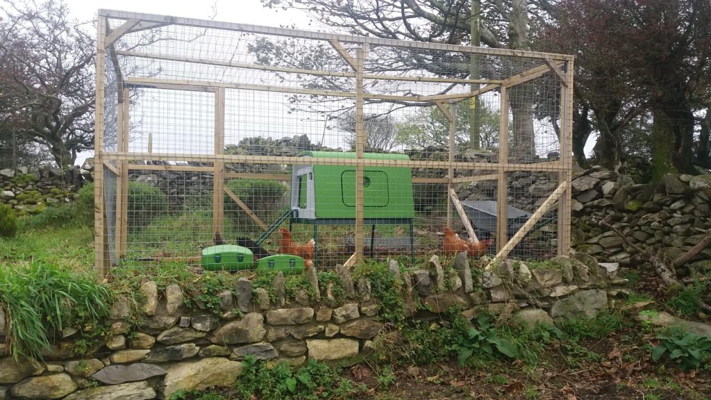 Hens in a poultry run with an eglu coop.