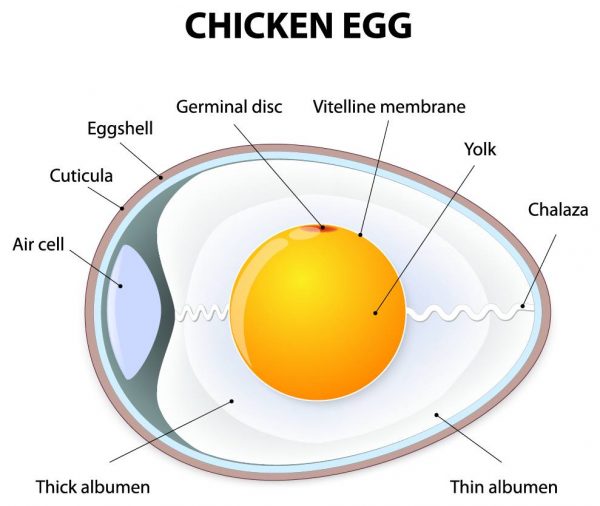 kitchen-basics-the-perfect-fried-egg-the-enchanted-spoon