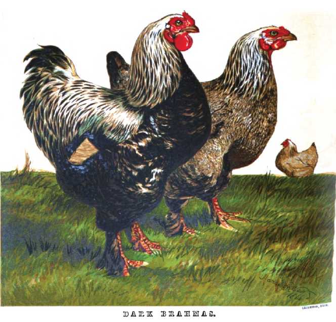 Origin of Brahma Chickens - The Poultry Pages