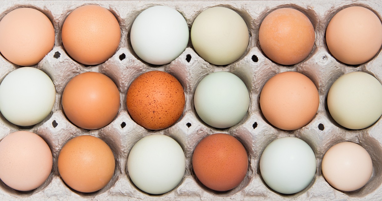 silkie chicken eggs color