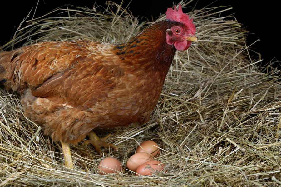 My Hens Have Stopped Laying Eggs Why The Poultry Pages 