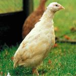 White Quail