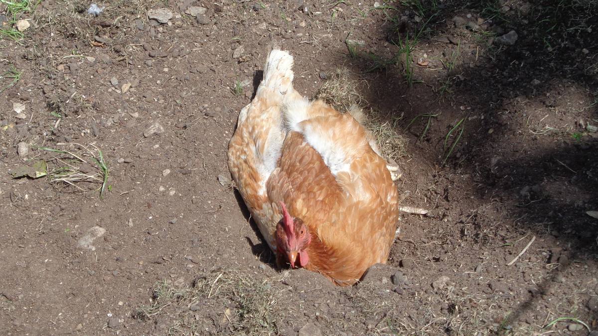 Keeping Chickens Cool in Hot Weather - The Poultry Pages